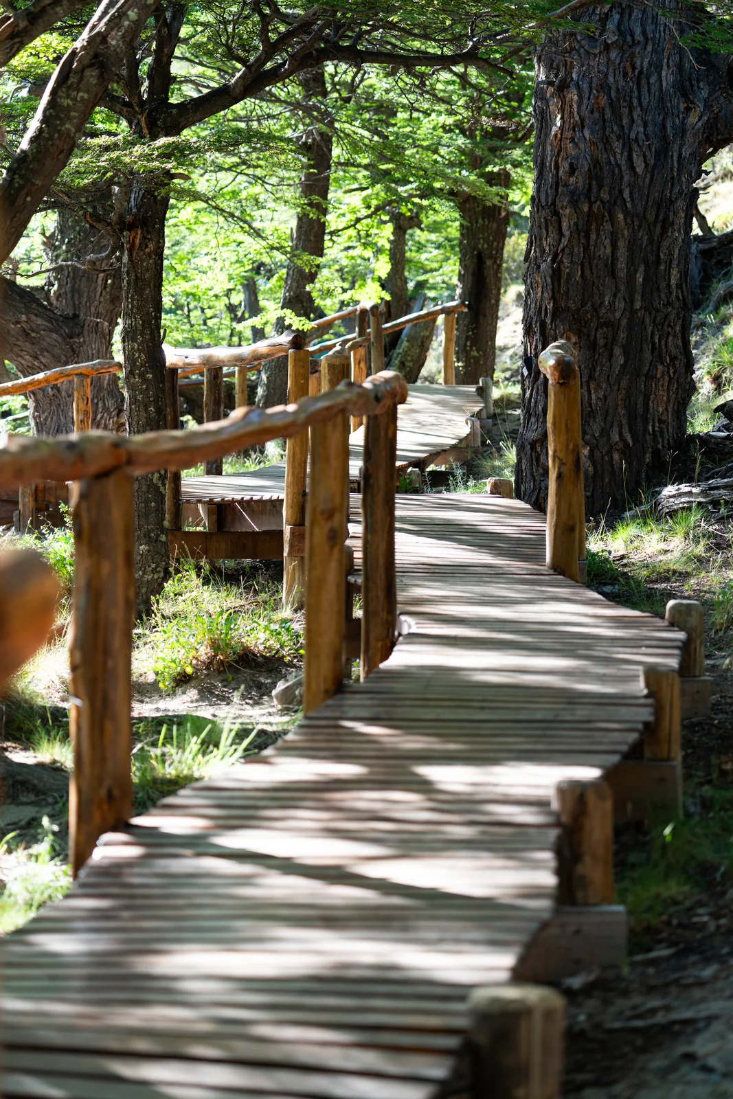 La pasarela de madera entra al bosque de lengas
